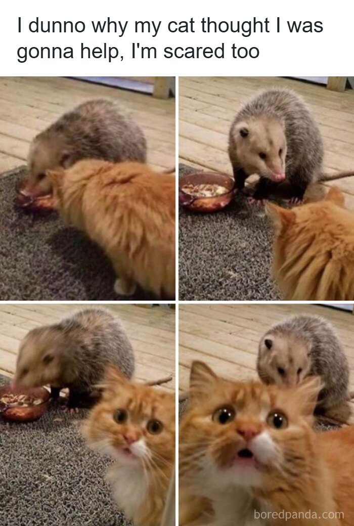 Wait, They Actually Turned Animal Pics Into Memes?! Prepare to Laugh!