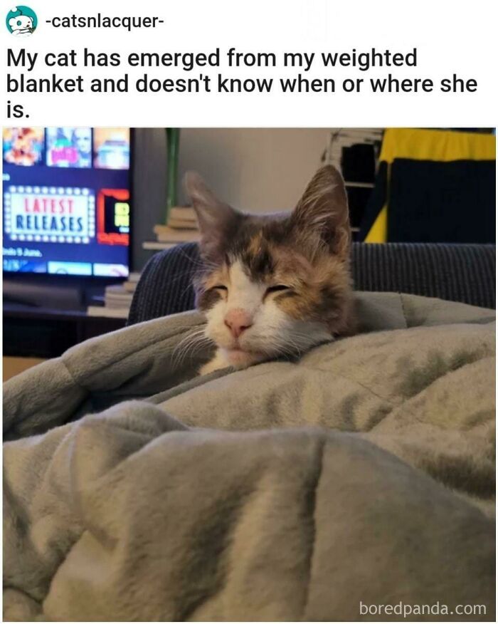Wait, They Actually Turned Animal Pics Into Memes?! Prepare to Laugh!