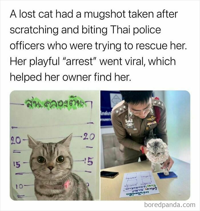 Wait, They Actually Turned Animal Pics Into Memes?! Prepare to Laugh!