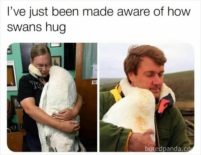 Wait, They Actually Turned Animal Pics Into Memes?! Prepare to Laugh!