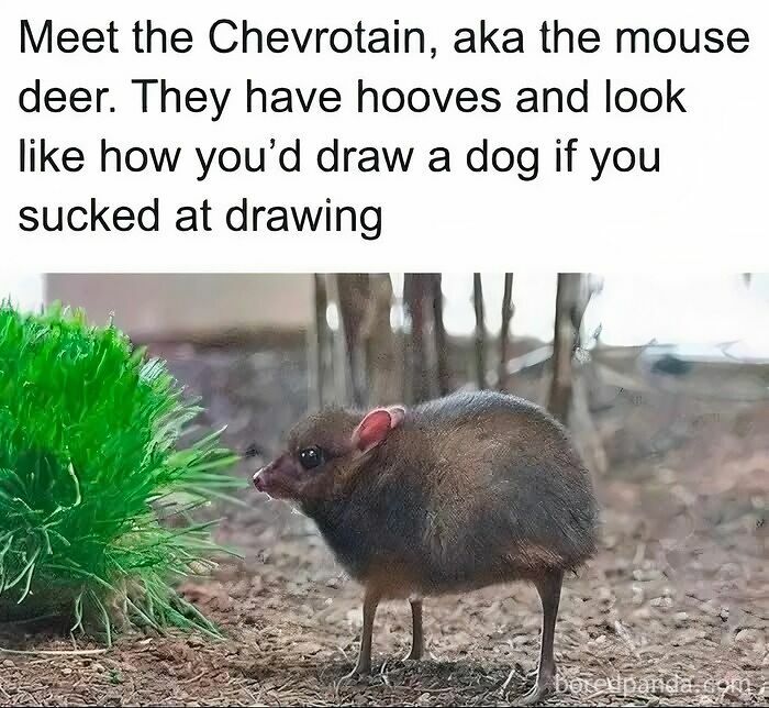 Wait, They Actually Turned Animal Pics Into Memes?! Prepare to Laugh!