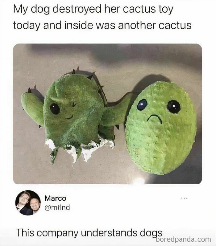 Wait, They Actually Turned Animal Pics Into Memes?! Prepare to Laugh!