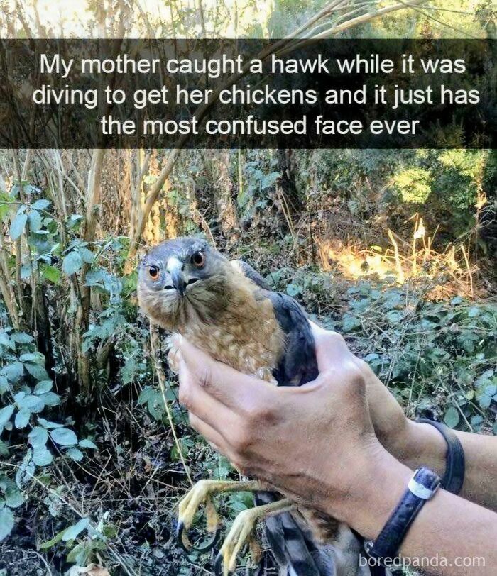 Wait, They Actually Turned Animal Pics Into Memes?! Prepare to Laugh!