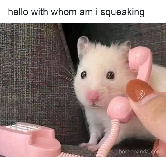 Wait, They Actually Turned Animal Pics Into Memes?! Prepare to Laugh!