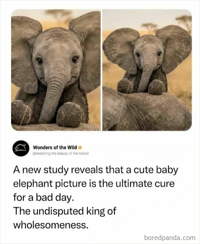 Wait, They Actually Turned Animal Pics Into Memes?! Prepare to Laugh!