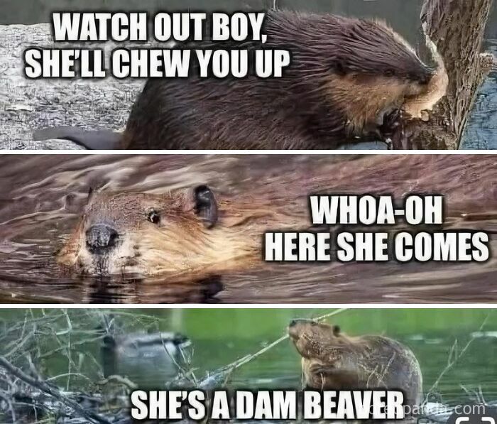 Wait, They Actually Turned Animal Pics Into Memes?! Prepare to Laugh!