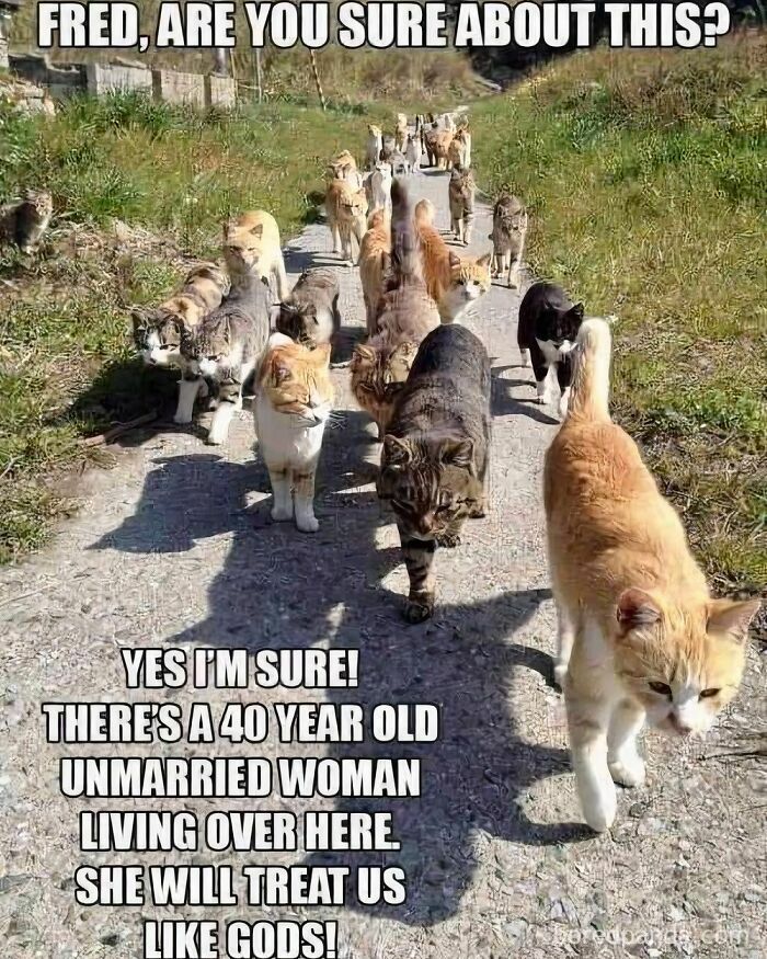 Wait, They Actually Turned Animal Pics Into Memes?! Prepare to Laugh!