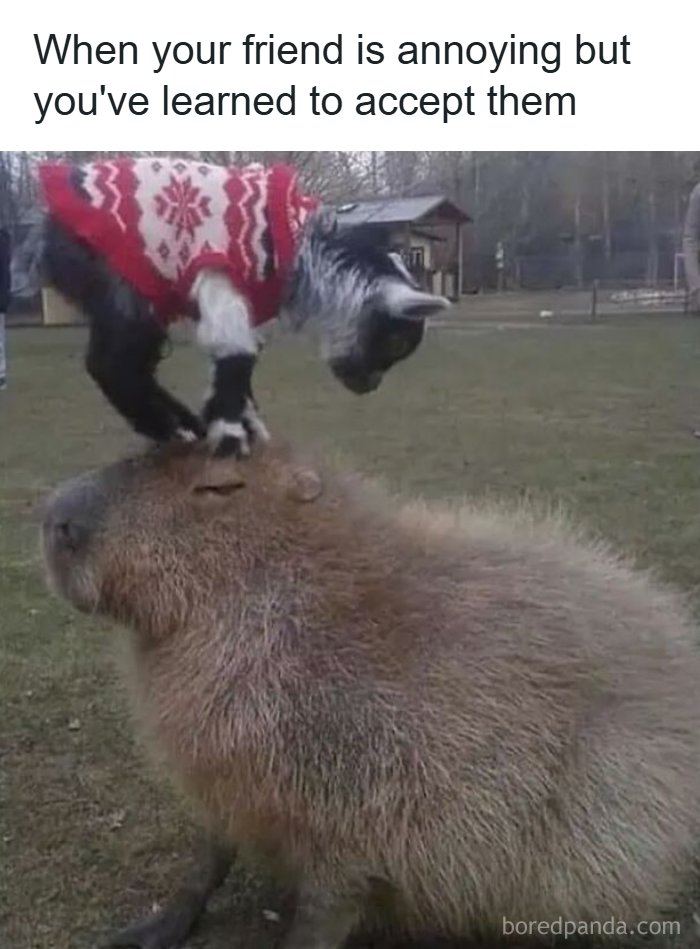 Wait, They Actually Turned Animal Pics Into Memes?! Prepare to Laugh!