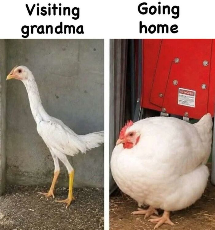 Wait, They Actually Turned Animal Pics Into Memes?! Prepare to Laugh!