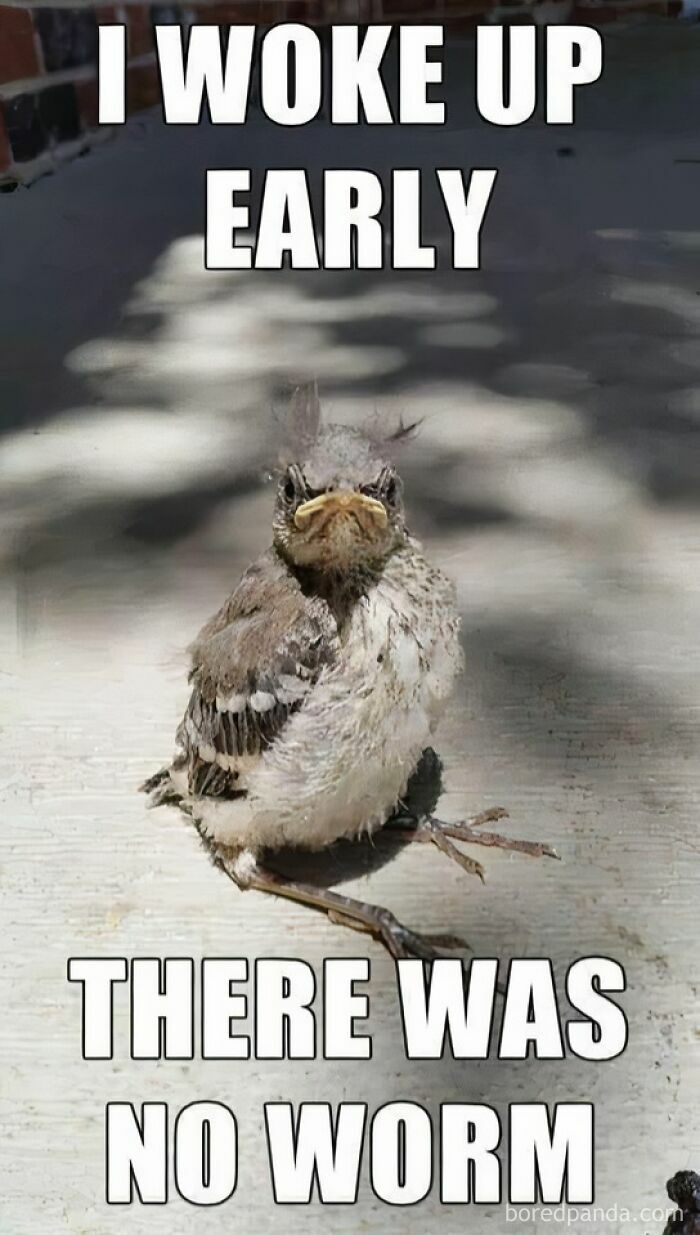 Wait, They Actually Turned Animal Pics Into Memes?! Prepare to Laugh!