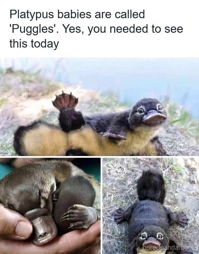 Wait, They Actually Turned Animal Pics Into Memes?! Prepare to Laugh!