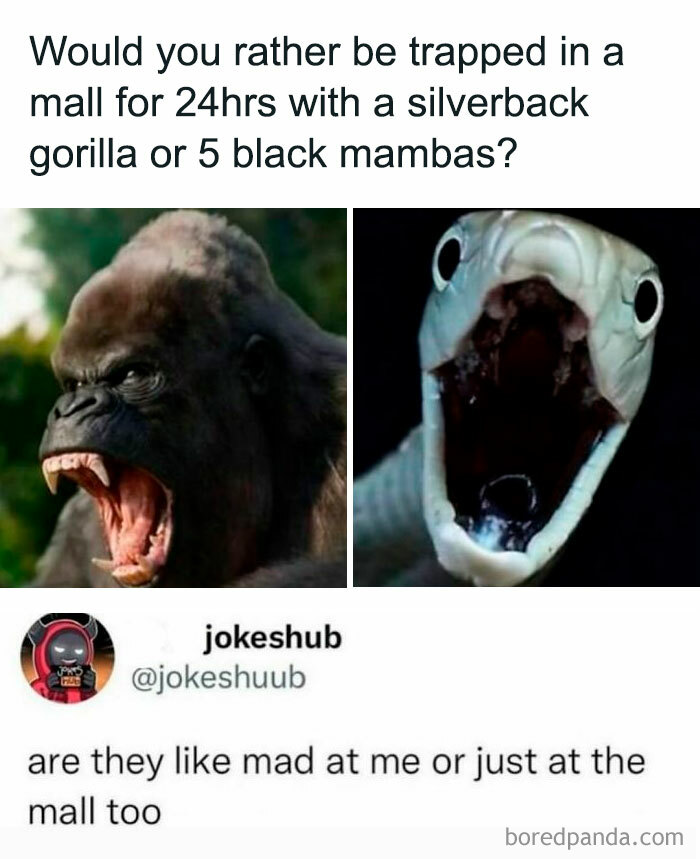 Wait, They Actually Turned Animal Pics Into Memes?! Prepare to Laugh!