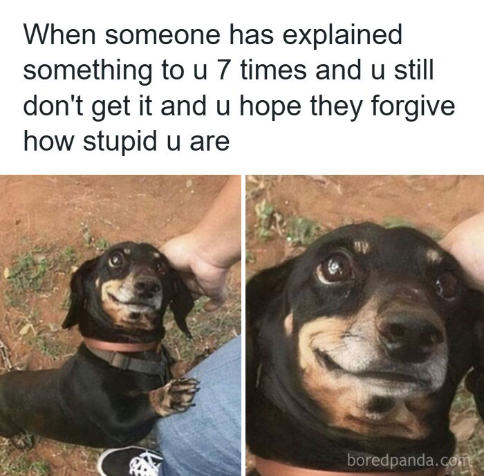 Wait, They Actually Turned Animal Pics Into Memes?! Prepare to Laugh!