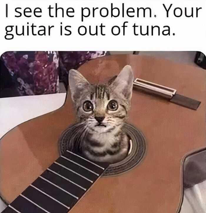 Wait, They Actually Turned Animal Pics Into Memes?! Prepare to Laugh!