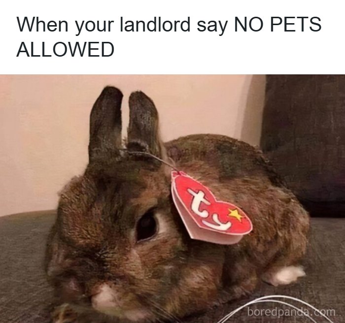 Wait, They Actually Turned Animal Pics Into Memes?! Prepare to Laugh!