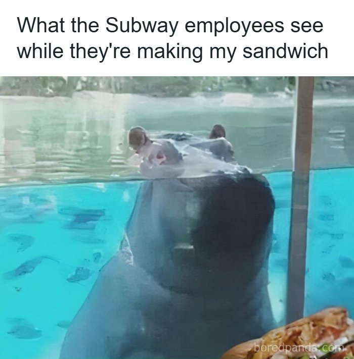 Wait, They Actually Turned Animal Pics Into Memes?! Prepare to Laugh!