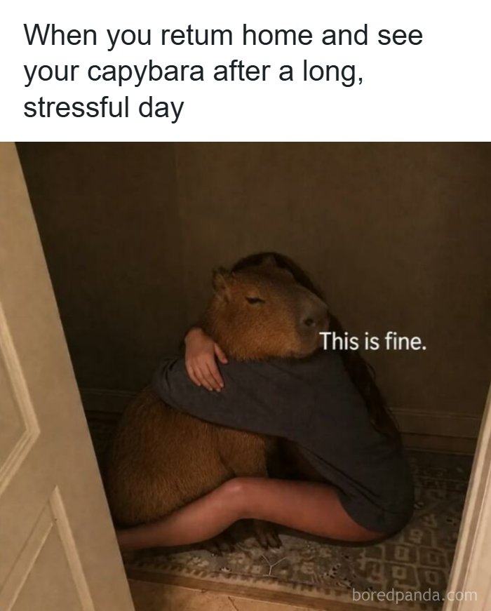 Wait, They Actually Turned Animal Pics Into Memes?! Prepare to Laugh!
