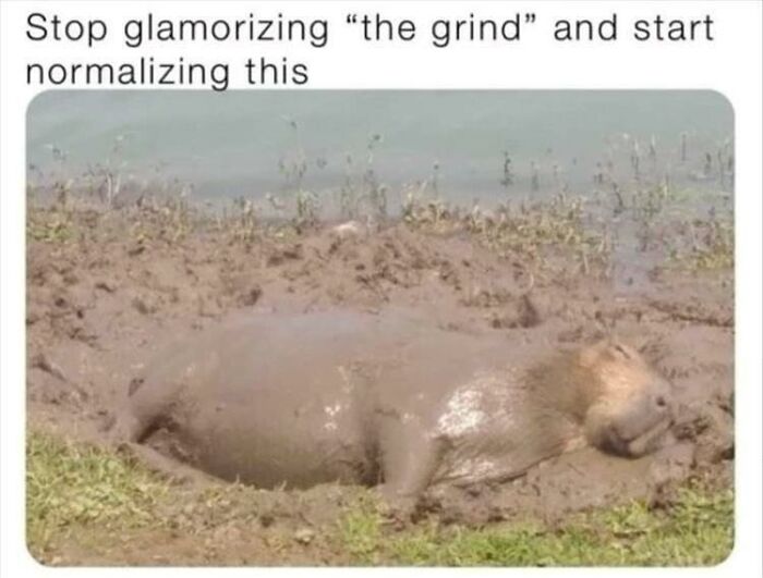 Wait, They Actually Turned Animal Pics Into Memes?! Prepare to Laugh!