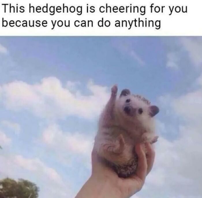 Wait, They Actually Turned Animal Pics Into Memes?! Prepare to Laugh!