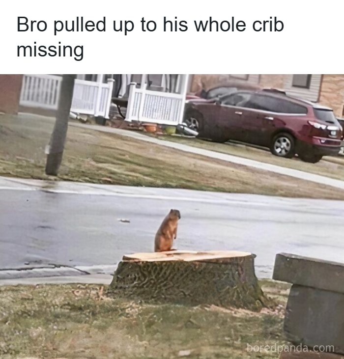 Wait, They Actually Turned Animal Pics Into Memes?! Prepare to Laugh!