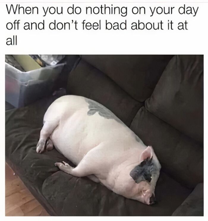 Wait, They Actually Turned Animal Pics Into Memes?! Prepare to Laugh!