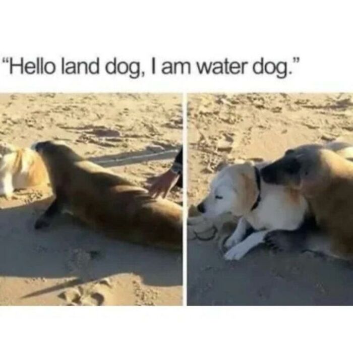 Wait, They Actually Turned Animal Pics Into Memes?! Prepare to Laugh!