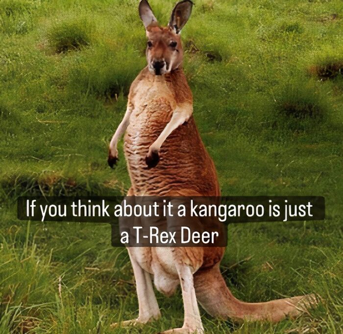Wait, They Actually Turned Animal Pics Into Memes?! Prepare to Laugh!