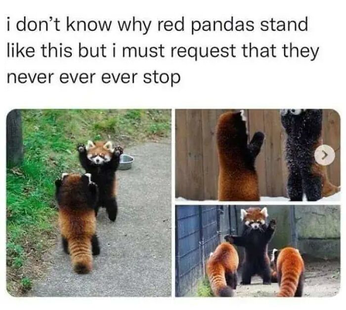 Wait, They Actually Turned Animal Pics Into Memes?! Prepare to Laugh!
