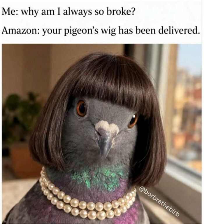 Wait, They Actually Turned Animal Pics Into Memes?! Prepare to Laugh!