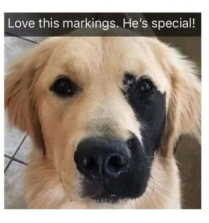 Wait, They Actually Turned Animal Pics Into Memes?! Prepare to Laugh!