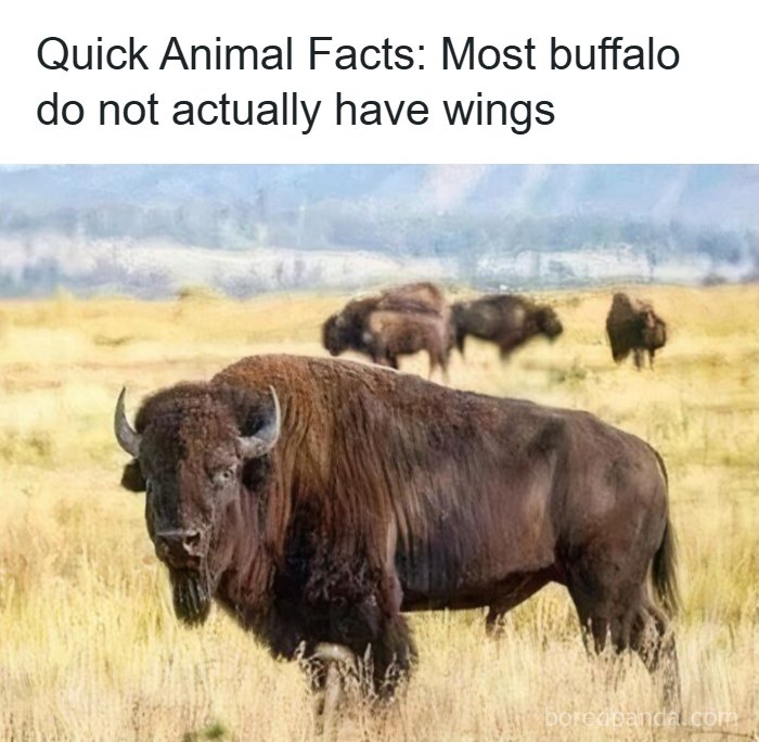 Wait, They Actually Turned Animal Pics Into Memes?! Prepare to Laugh!