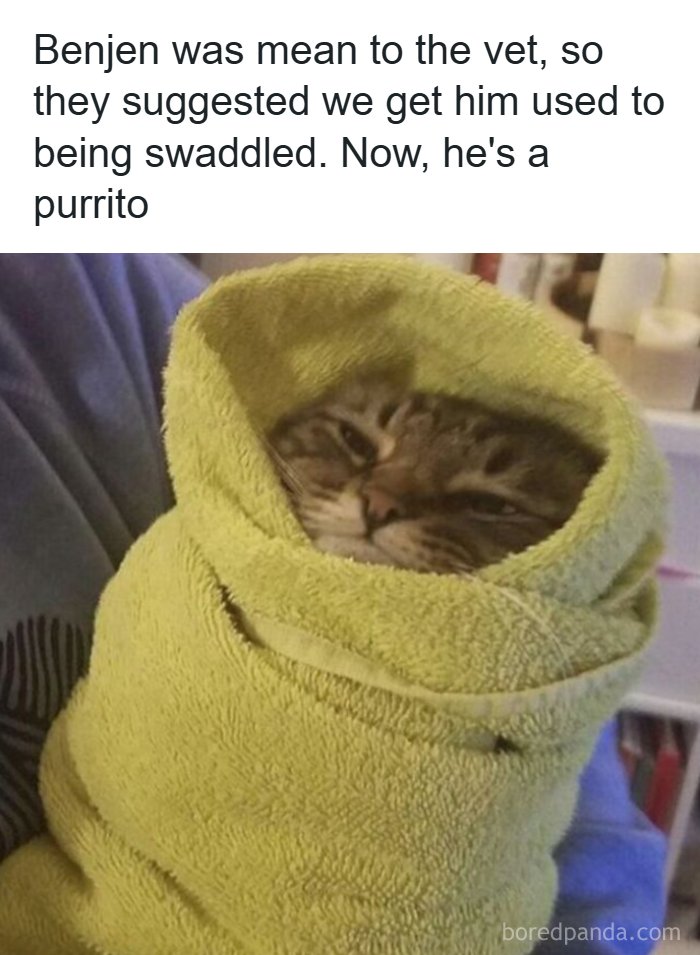 Wait, They Actually Turned Animal Pics Into Memes?! Prepare to Laugh!