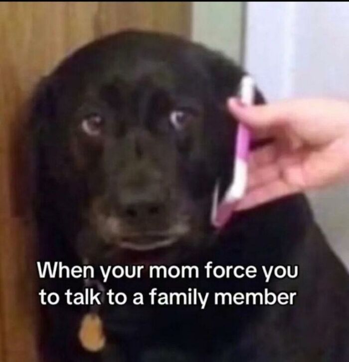 Wait, They Actually Turned Animal Pics Into Memes?! Prepare to Laugh!