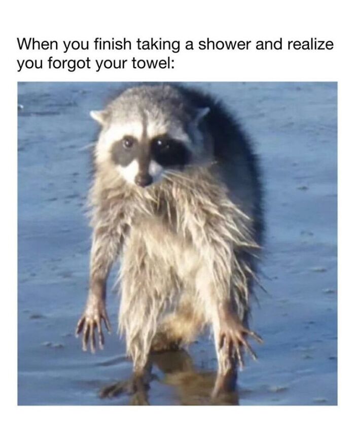 Wait, They Actually Turned Animal Pics Into Memes?! Prepare to Laugh!