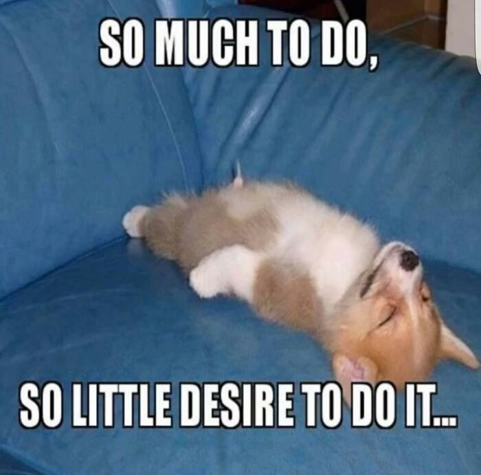 Wait, They Actually Turned Animal Pics Into Memes?! Prepare to Laugh!