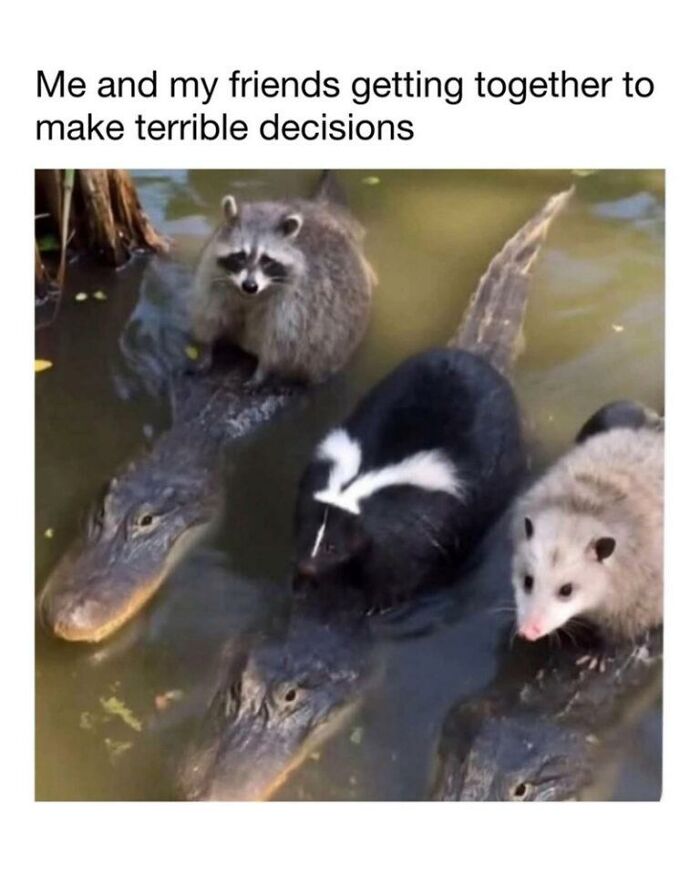 Wait, They Actually Turned Animal Pics Into Memes?! Prepare to Laugh!