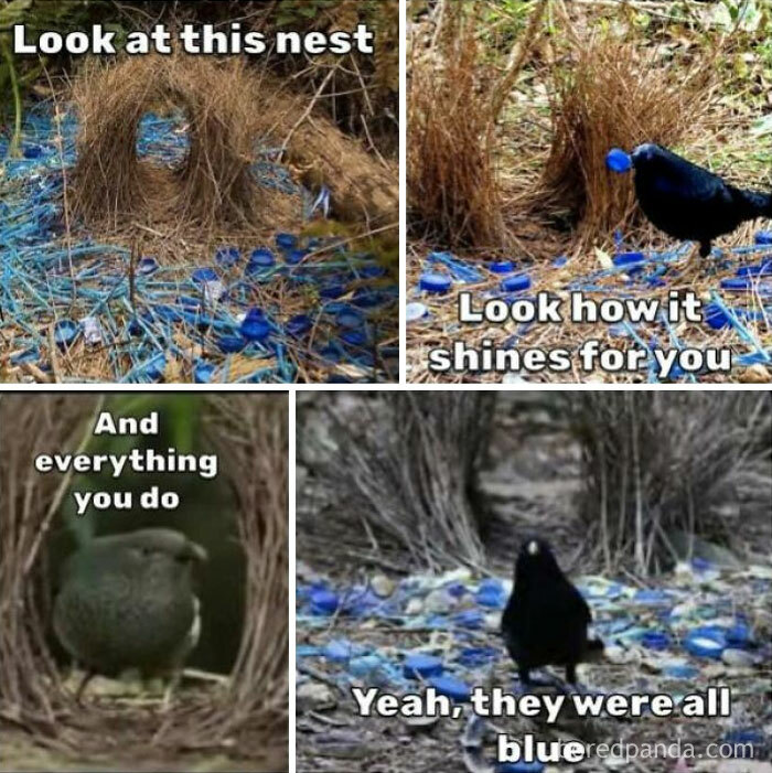 Wait, They Actually Turned Animal Pics Into Memes?! Prepare to Laugh!