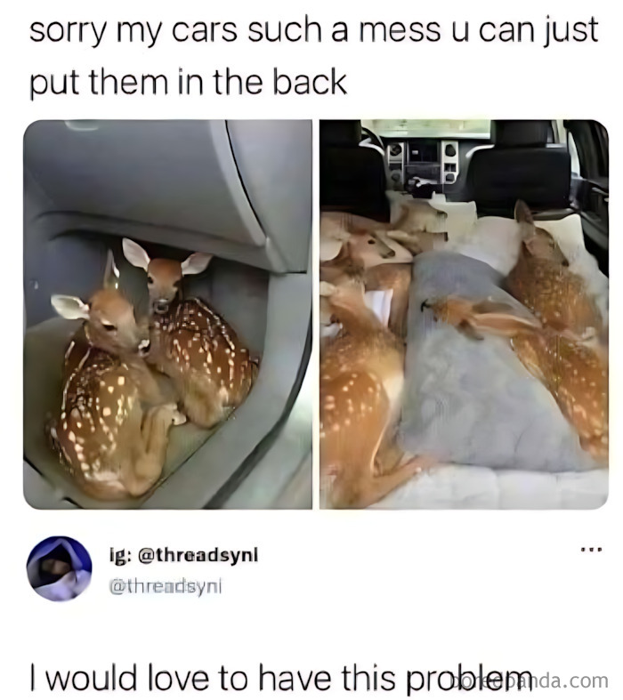 Wait, They Actually Turned Animal Pics Into Memes?! Prepare to Laugh!