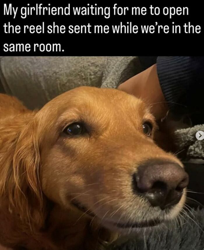 Wait, They Actually Turned Animal Pics Into Memes?! Prepare to Laugh!