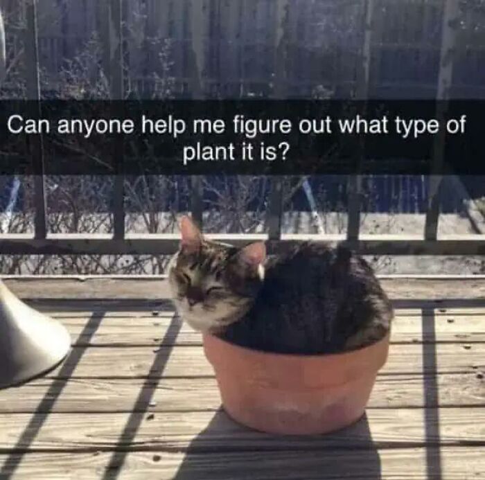 Wait, They Actually Turned Animal Pics Into Memes?! Prepare to Laugh!