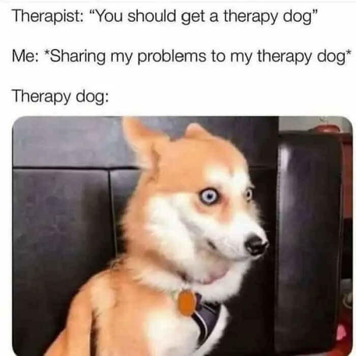 Wait, They Actually Turned Animal Pics Into Memes?! Prepare to Laugh!