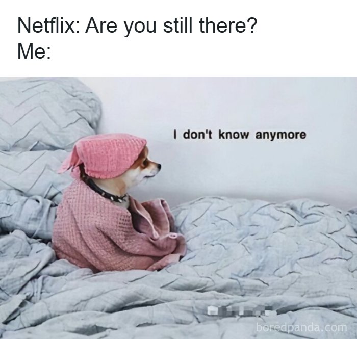 Wait, They Actually Turned Animal Pics Into Memes?! Prepare to Laugh!