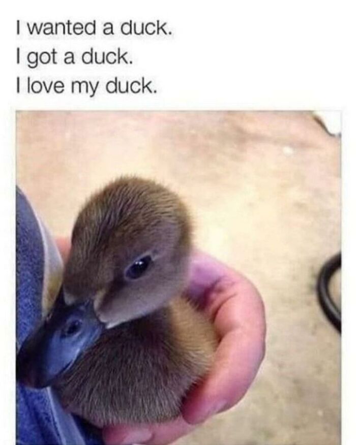 Wait, They Actually Turned Animal Pics Into Memes?! Prepare to Laugh!