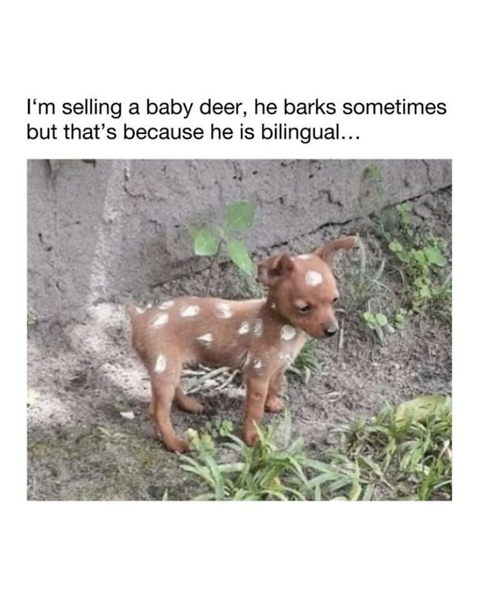 Wait, They Actually Turned Animal Pics Into Memes?! Prepare to Laugh!
