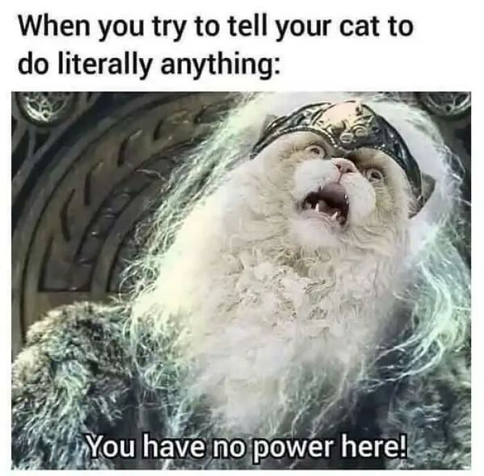 Wait, They Actually Turned Animal Pics Into Memes?! Prepare to Laugh!
