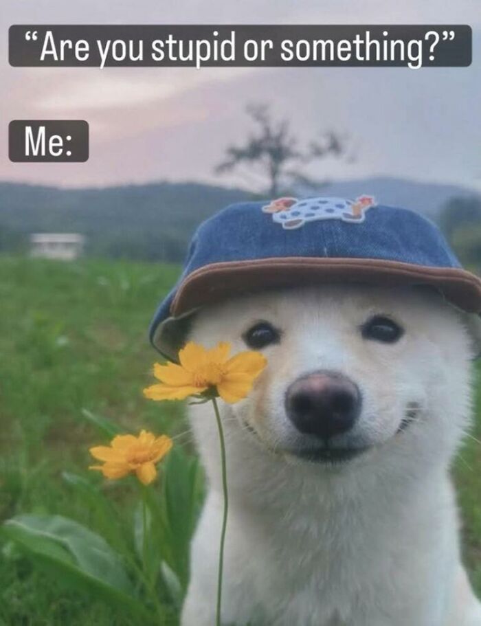 Wait, They Actually Turned Animal Pics Into Memes?! Prepare to Laugh!