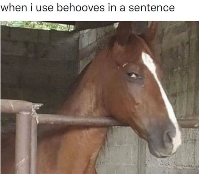 Wait, They Actually Turned Animal Pics Into Memes?! Prepare to Laugh!