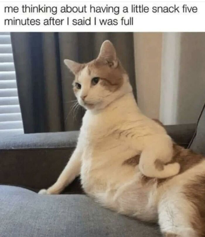Wait, They Actually Turned Animal Pics Into Memes?! Prepare to Laugh!