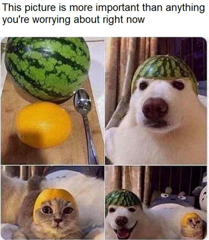 Wait, They Actually Turned Animal Pics Into Memes?! Prepare to Laugh!