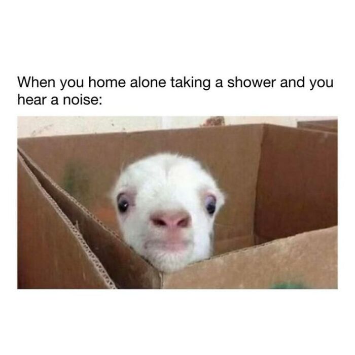 Wait, They Actually Turned Animal Pics Into Memes?! Prepare to Laugh!
